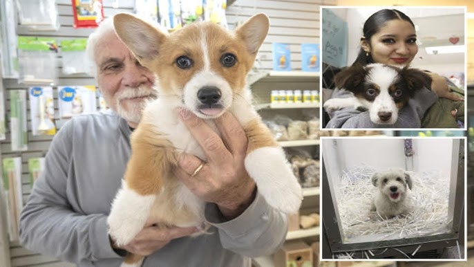 Bargain News Pets: Unbeatable Prices on Everything for Your Pet