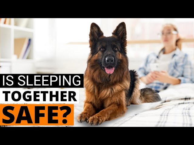 Should Your German Shepherd Sleep in Your Bed? Things to Consider