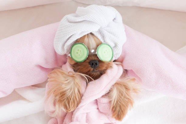 Best Pet Supplies Blog Advice? Get Simple Tips for Happy Healthy Pets Here!