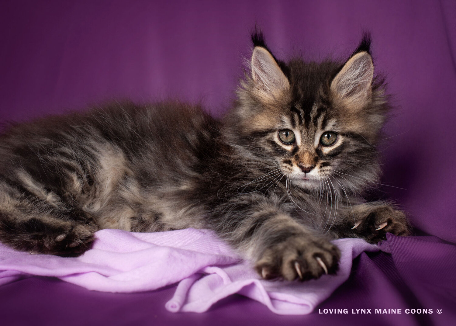 Mckenzy Maine Coon Cattery: Gorgeous Kittens for Sale!