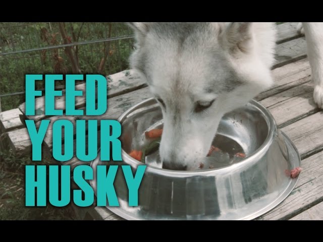 Confused what to feed Siberian Husky? Check this easy guide!