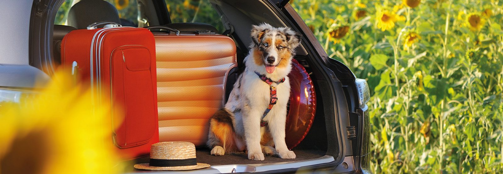 Need a reliable pet ac for car? Check out these options for comfortable road trips.