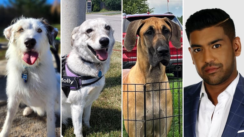Canada Pet Care Legit or Not? We Investigate the Truth