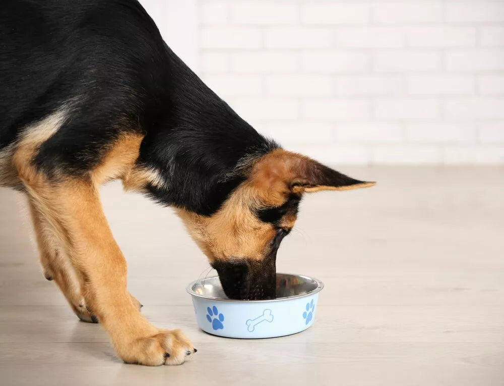 How much should a German Shepherd puppy eat daily? Find the right portion sizes for healthy growth.
