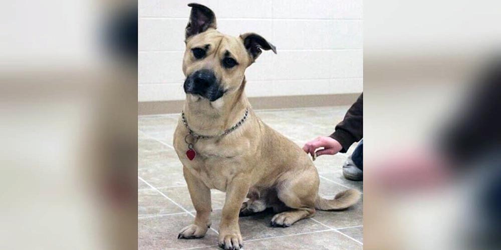 Corgi Dane Mix: Pros & Cons of This Unique Breed Mix