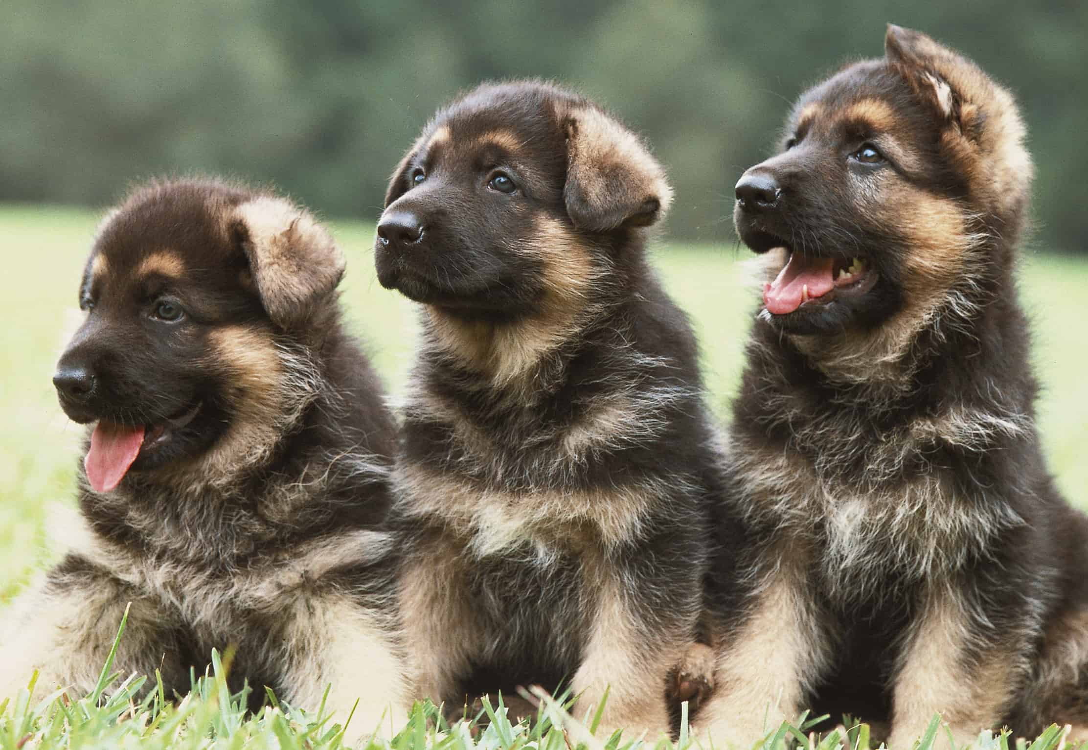 Deciding when to spay german shepherd? A simple guide to help you make the informed choice for your pup.