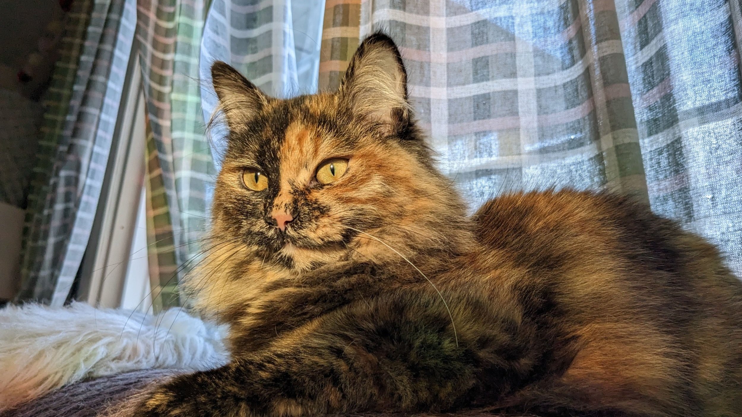 What makes Willow Springs Cattery the best choice? Learn about our loving care and safe environment.