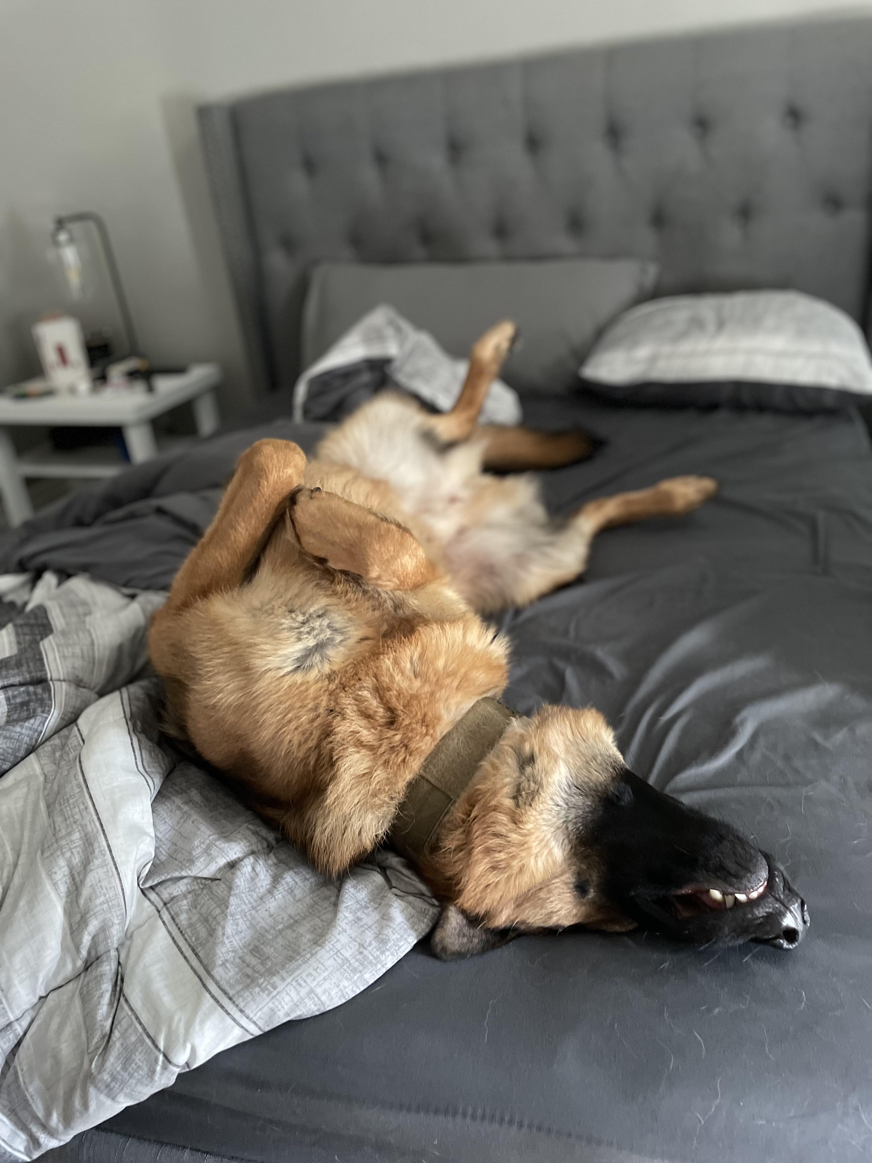 German Shepherd Sleeps in My Bed: Cute or Crazy?