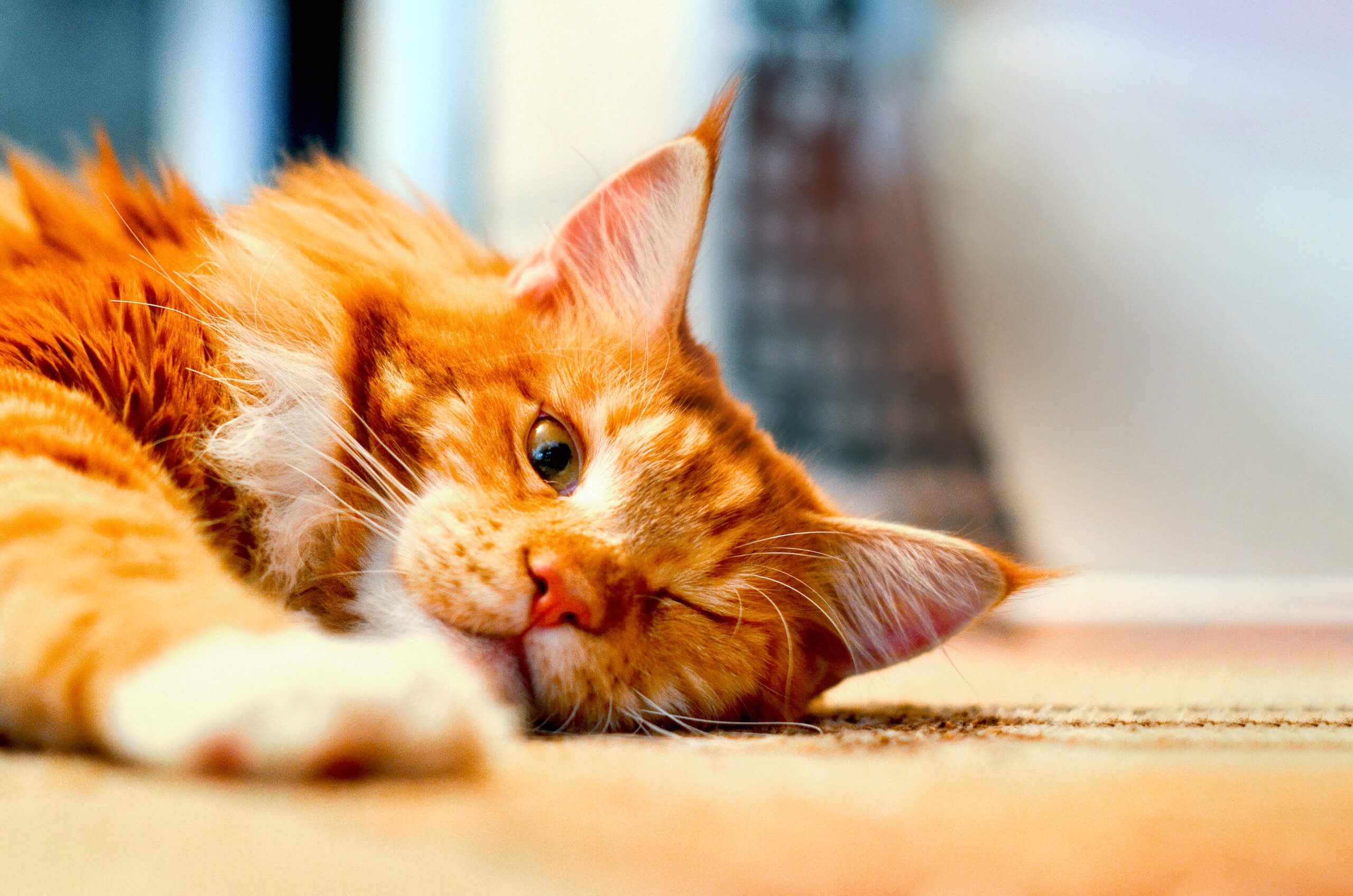 The stunning red tabby maine coon cat explained simply: Understanding their unique coat patterns and genetics easily.
