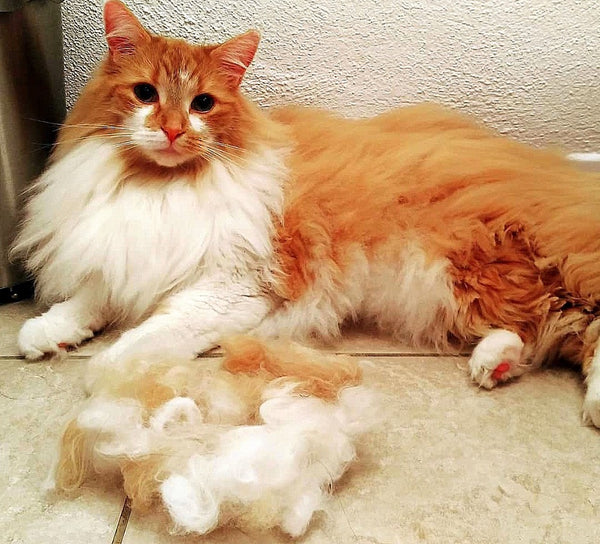Do Maine Coon Cats Shed? Heres the Truth About Fur!