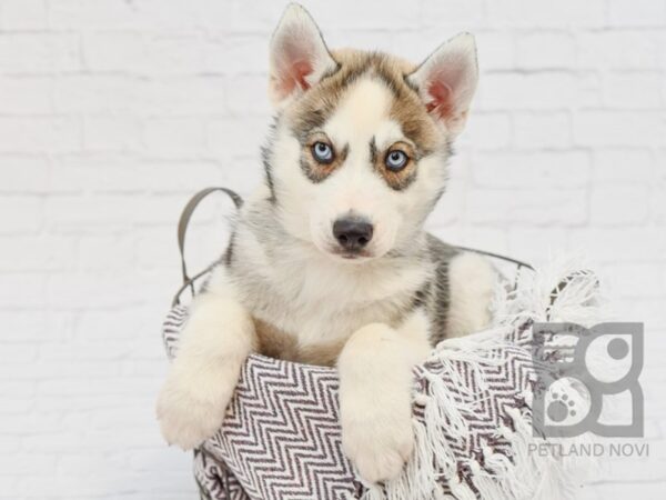 Siberian Husky Puppies for Sale in MI: Get Ready for Cuteness Overload!