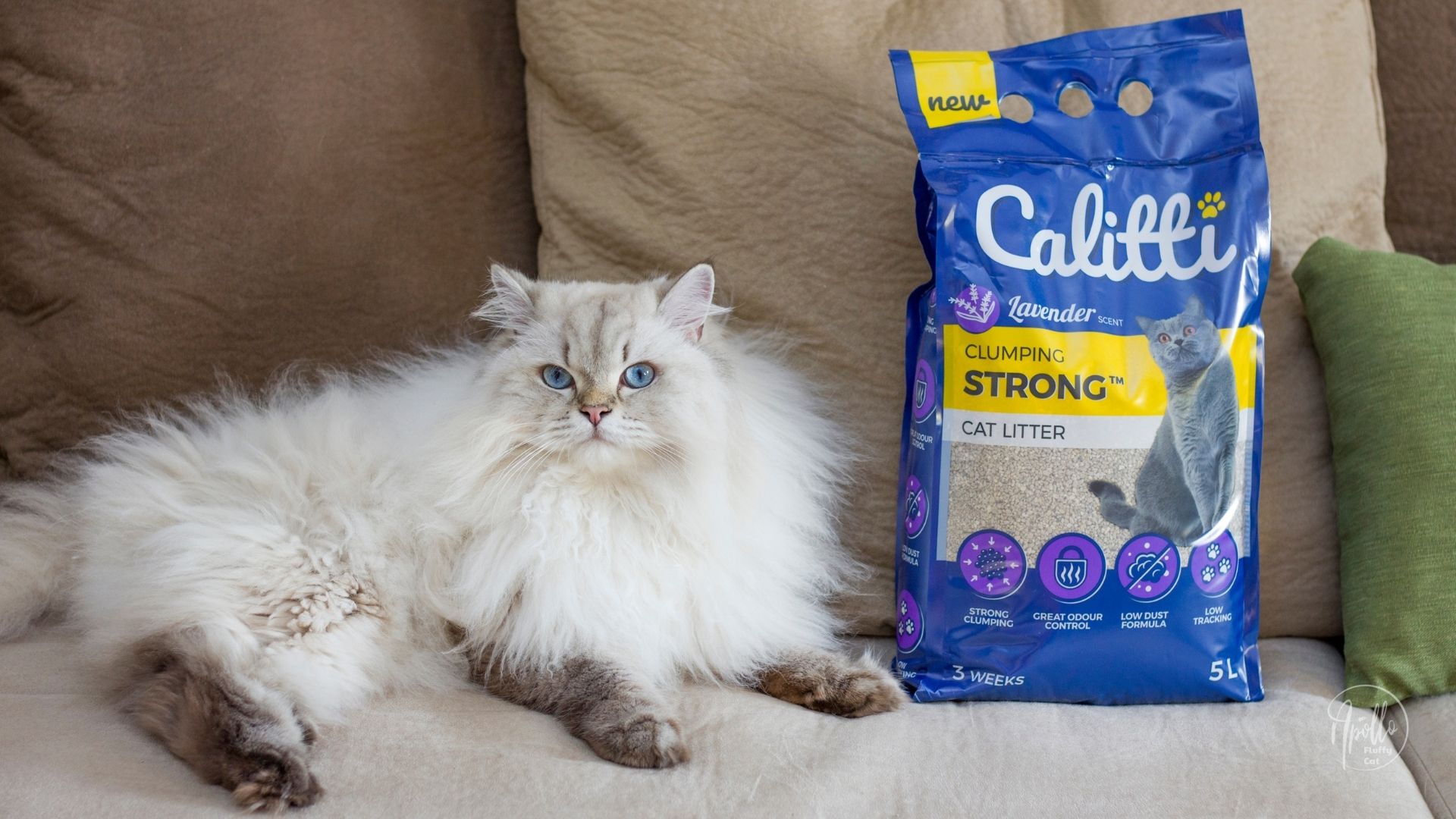Bentonite Cat Litter Brands Review: Which One Keeps Your Home Smelling Fresh?