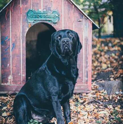 Labrador Retriever Dog House: Simple Guide & Top Picks!