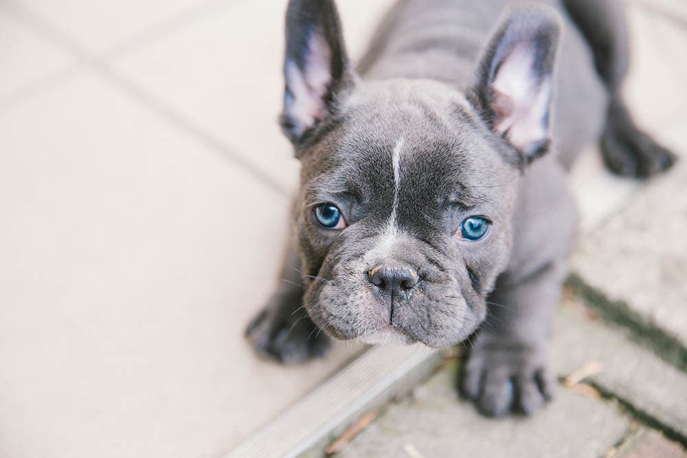 Female French Bulldog Blue: What to Expect & Is This the Right Pup for You?