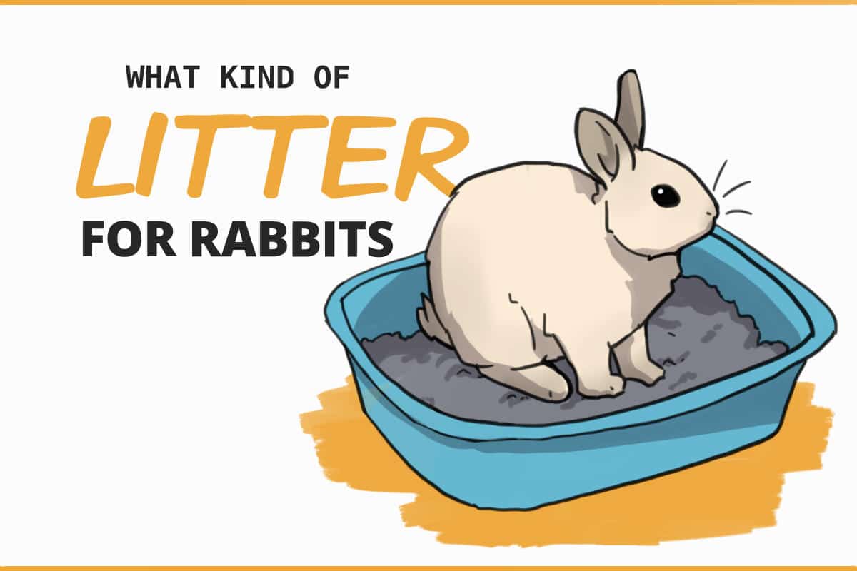 Can I use cat litter for my rabbit safely? Learn what vets recommend for your bunnys health!