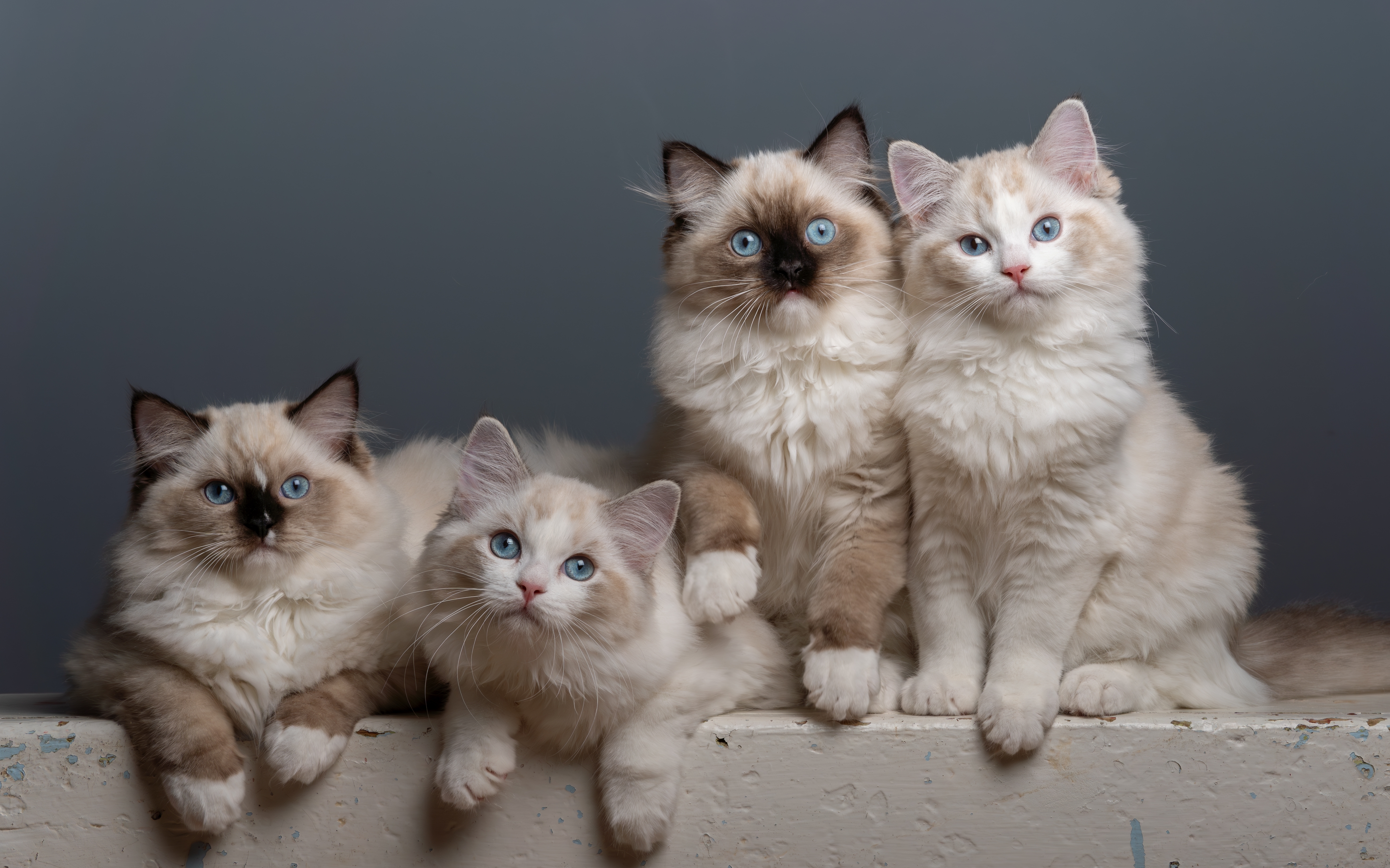 Chocolate Bicolor Ragdoll Cat Breeders: Find a Kitten Now