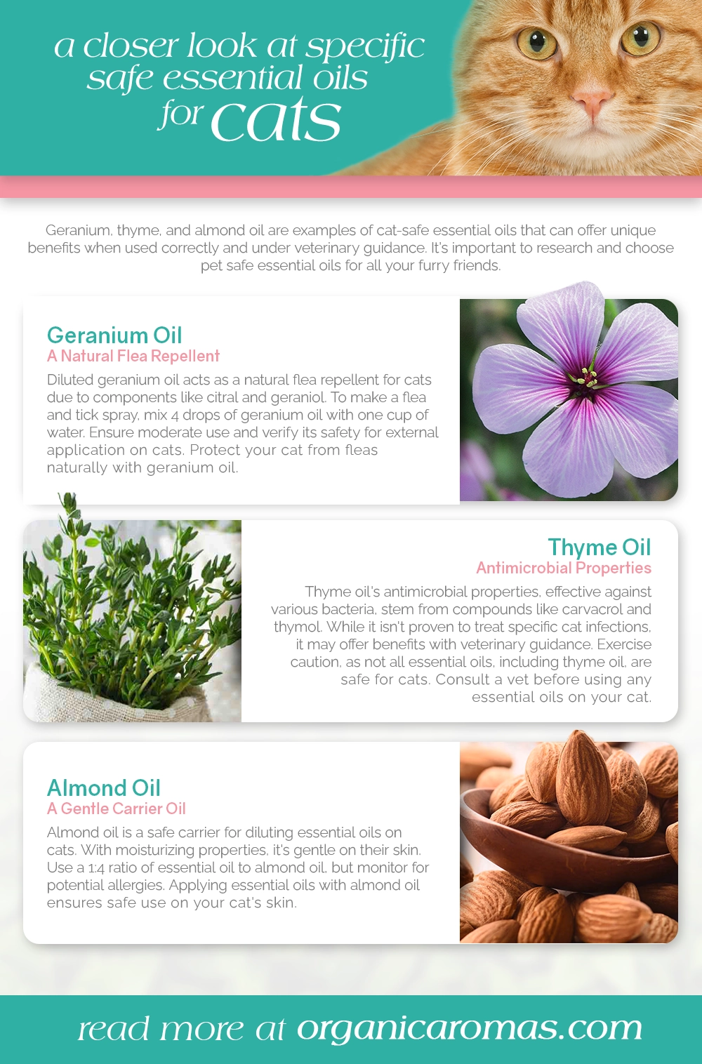 Cedarwood and Cats: A Guide to Potential Risks for Cat