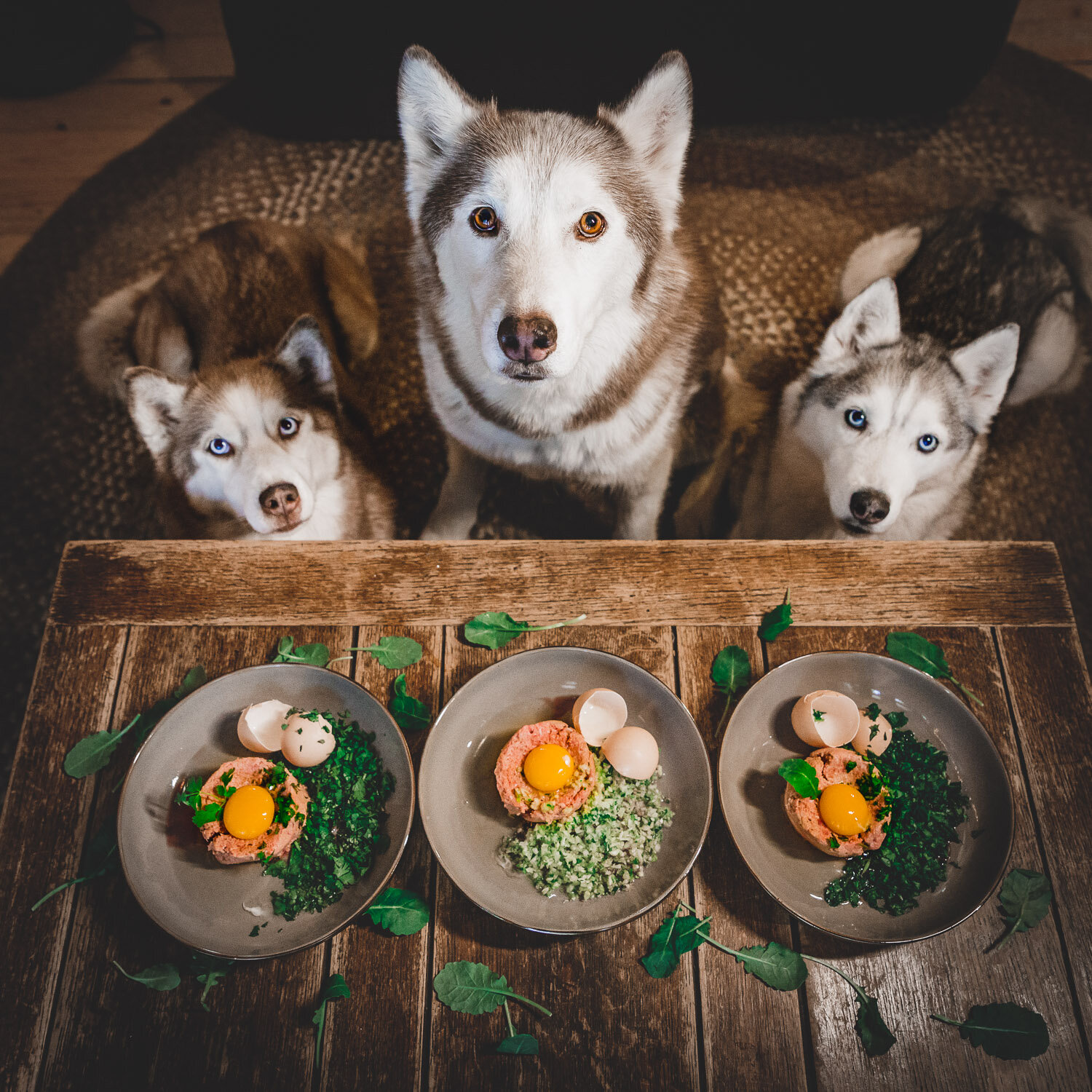 What to Feed Siberian Husky: Best Food Choices?