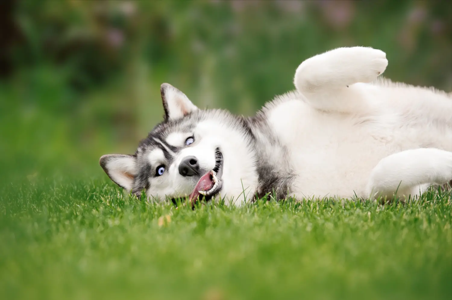 Muscular Siberian Husky: Is This Powerful Dog Right for Your Family?