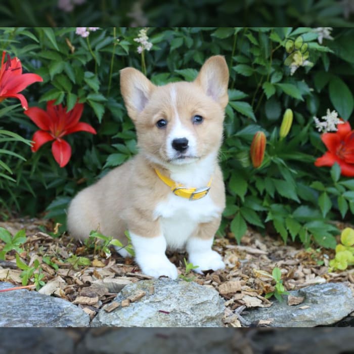 Pembroke Corgi Puppies for Sale in Virginia:Connecting Breeders and the people.