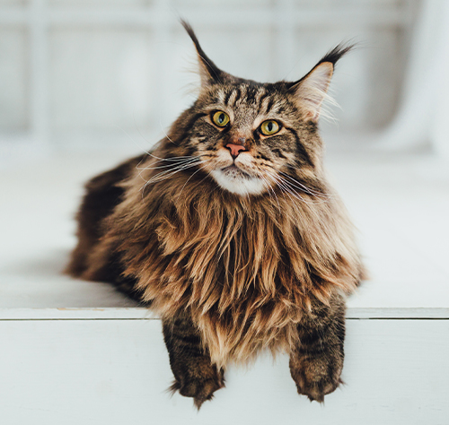 Looking for Maine Coon Cats in New England? Check This Out!