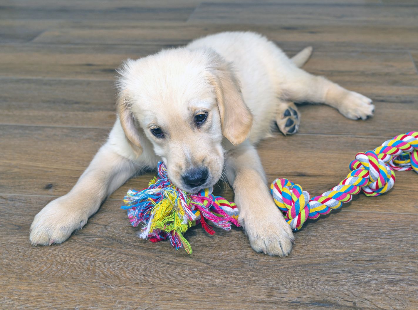 Dog toys with rope: Are they safe and fun for your dog?