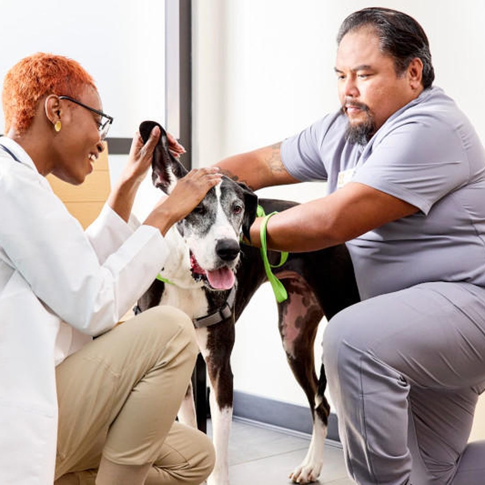 What are the best choices for cheap pet dental cleaning near me? Explore these recommended local vets for savings.