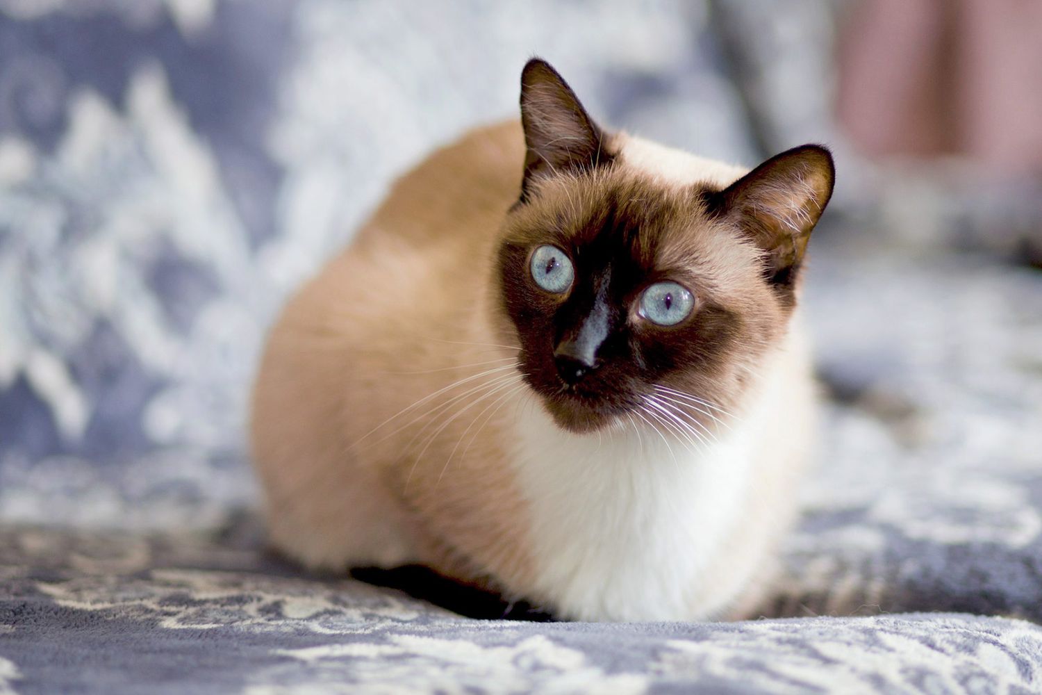 Finding the best siamese cat names made easy! See our top suggestions for male and female kittens.