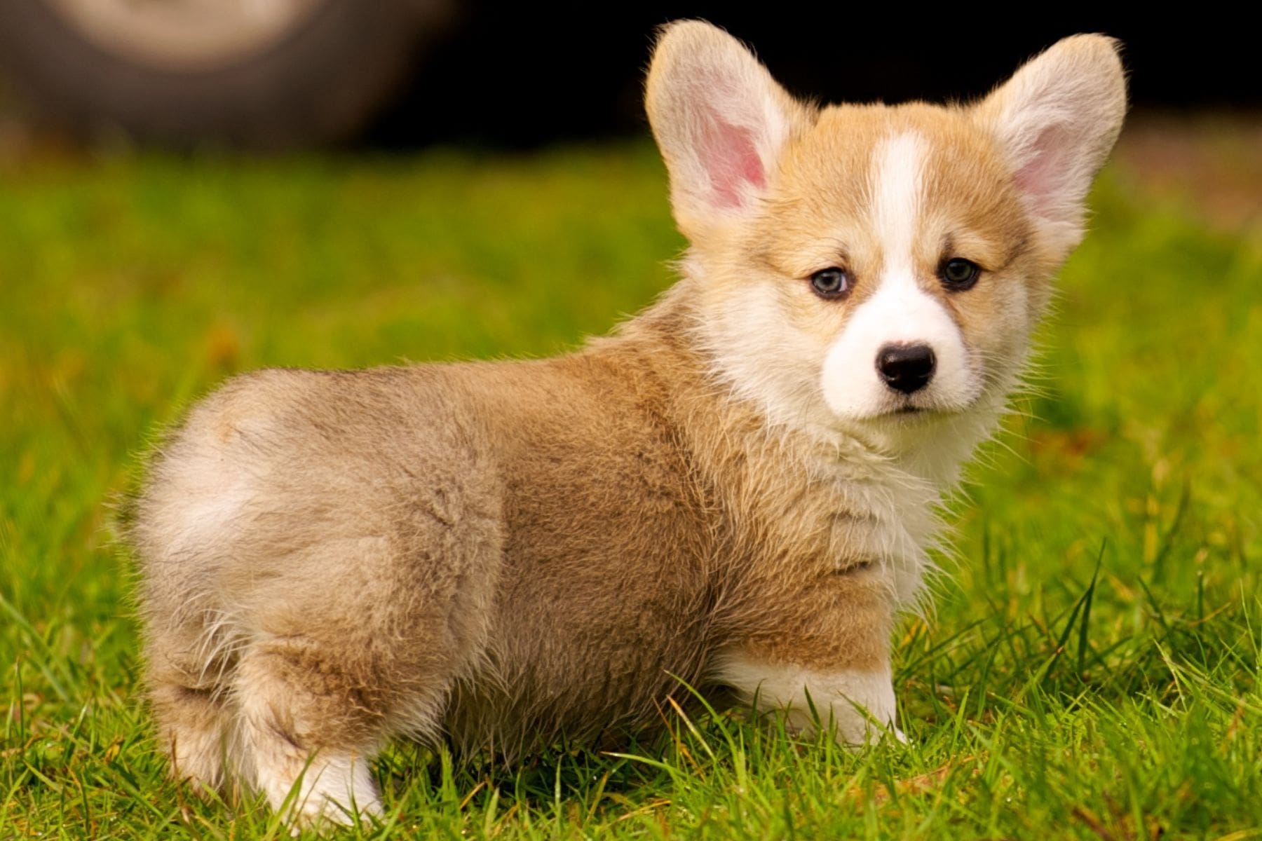 Your Guide to Corgi Puppies for sale in Maryland, Get Yours! (Tips & Advice included)