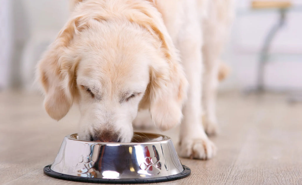How to select the best dog food for sick dog? Easy tips for worried owners.
