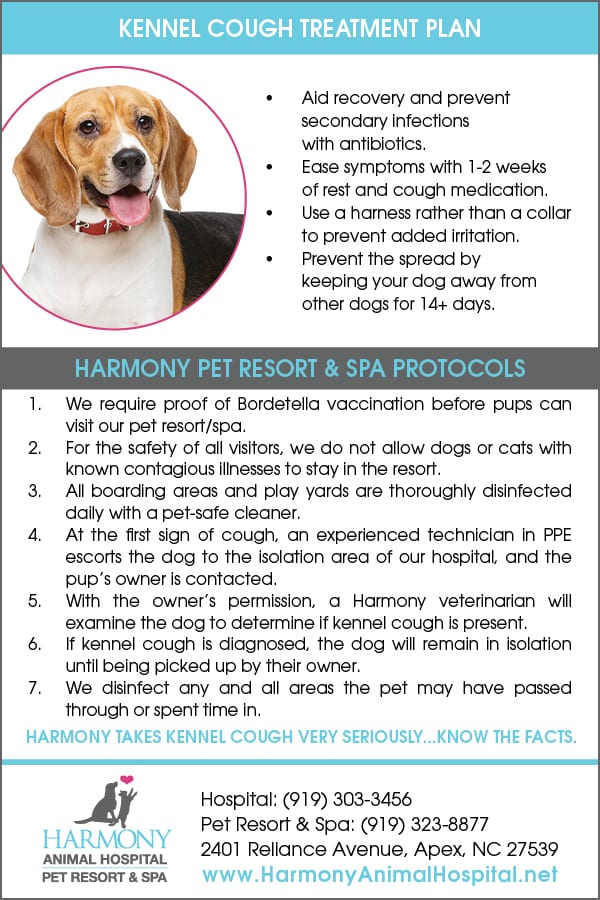 What are common kennel cough vaccine side effects? What dog owners need to know now.