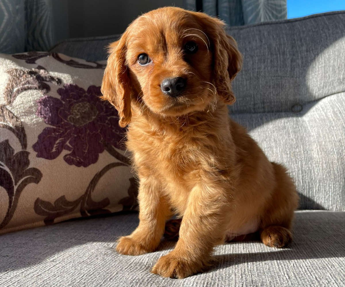 Need Golden Retriever Cocker Spaniel Mix Puppies for sale near me?