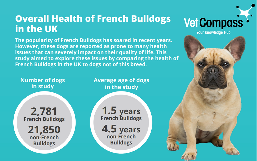Miniature french bulldogs health issues? (Learn common risks here)