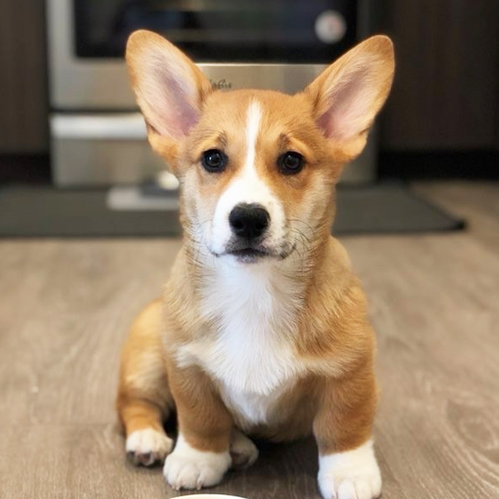Your Guide to Corgi Puppies for sale in Maryland, Get Yours! (Tips & Advice included)