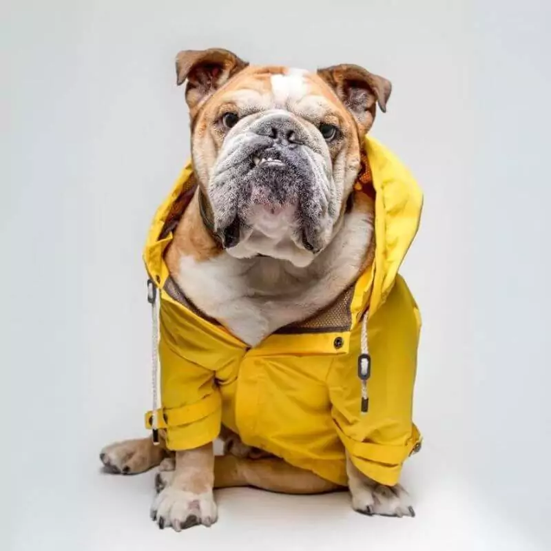 Shop Bulldog Coats for the Winter: Deals & More!