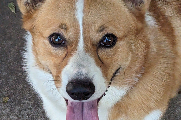 Best Corgi Box Subscription?| Compare Top Brands Here!