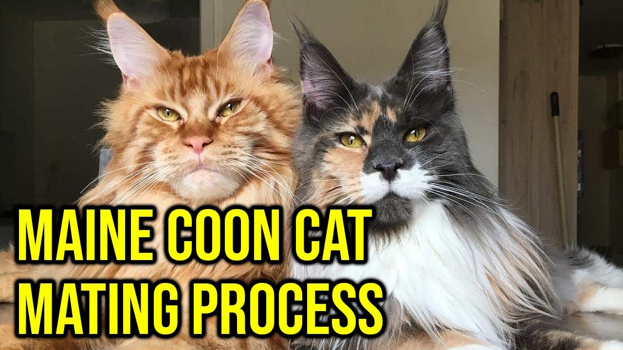 Maine Coon Cat Breeding: Simple Tips for Beginners!