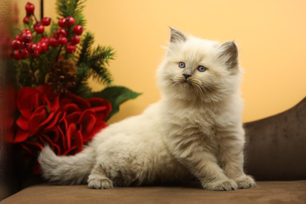 Romanov Dynasty Cattery near me: Quality Kittens, Loving Home.