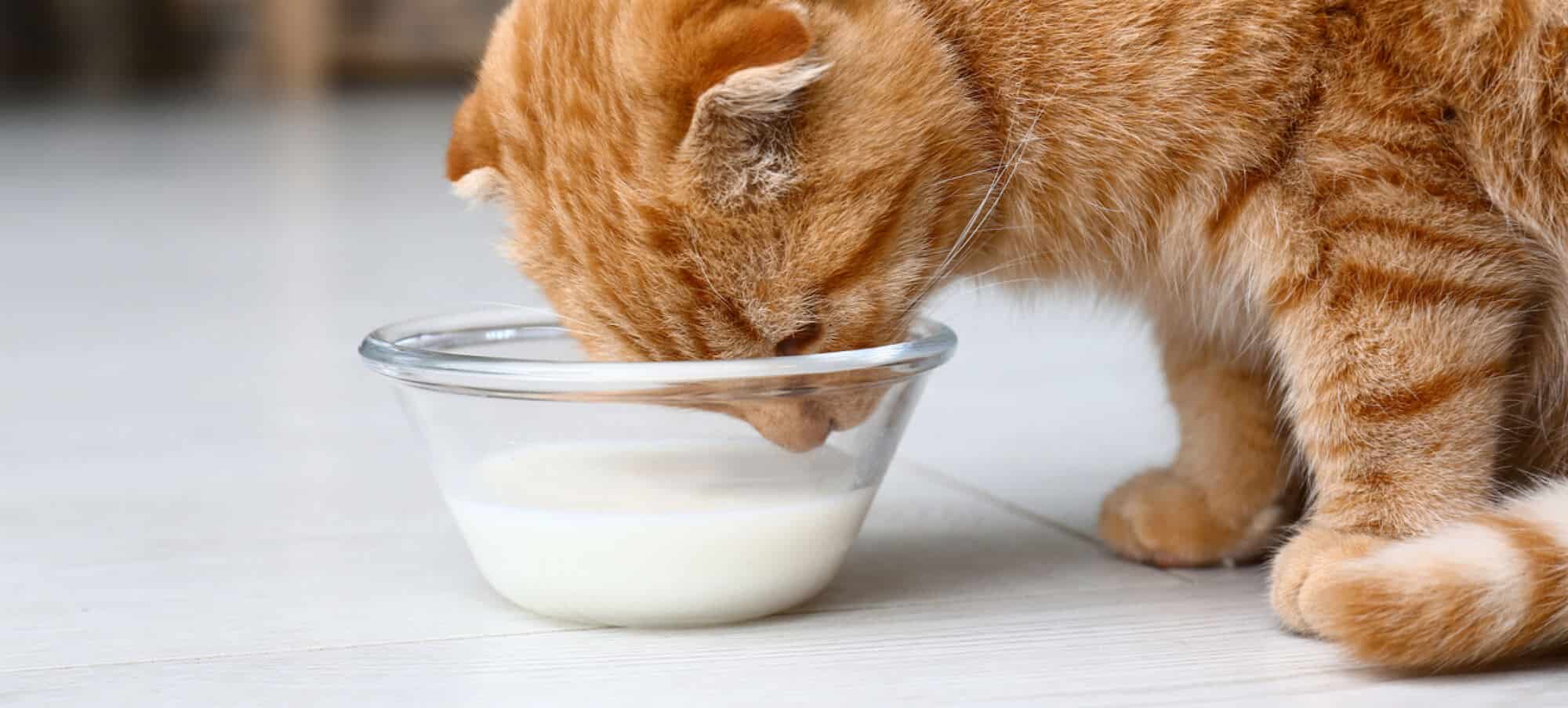 Can cats drink goat milk? Learn about the potential benefits and side effects before offering it.