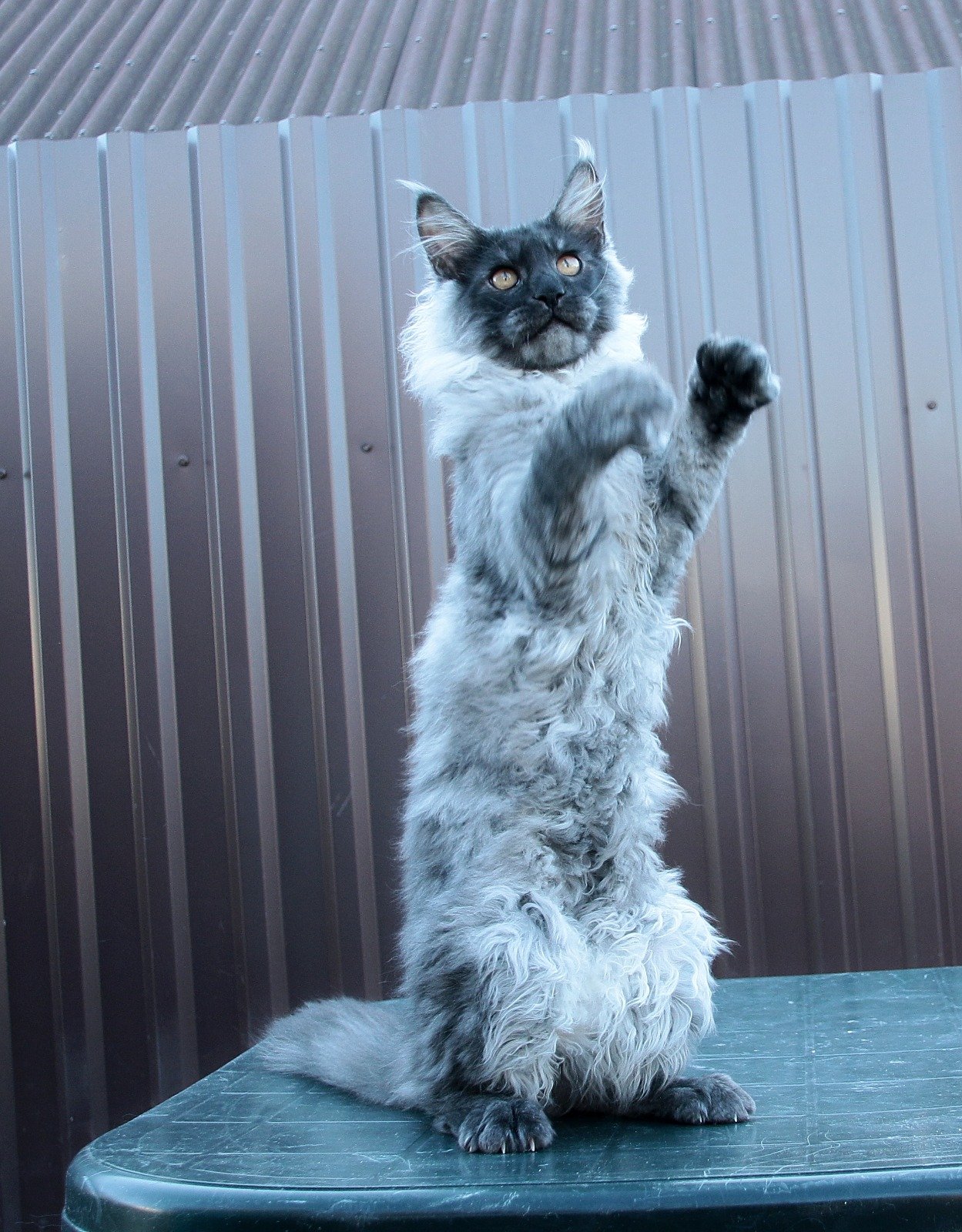 Looking for Maine Coon Cats in New England? Check This Out!