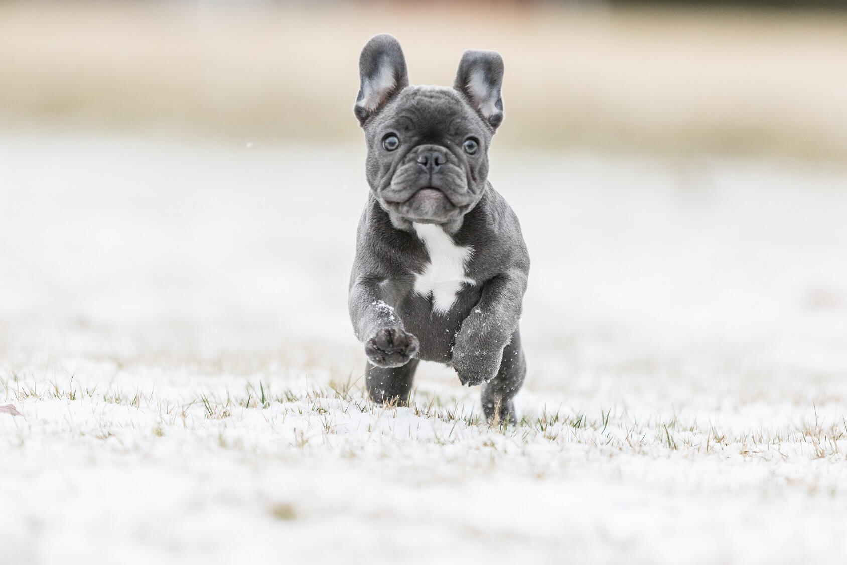 Female French Bulldog Blue: What to Expect & Is This the Right Pup for You?