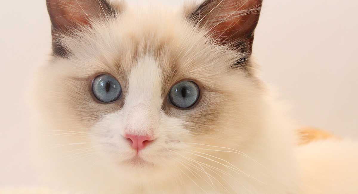 Cream Point Ragdoll Cat: Your Cutest Fluffy Friend (Guide)