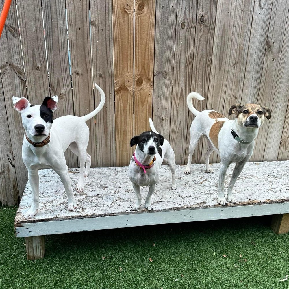 Best Pet Boarding in Newport News VA : Local vet-approved!