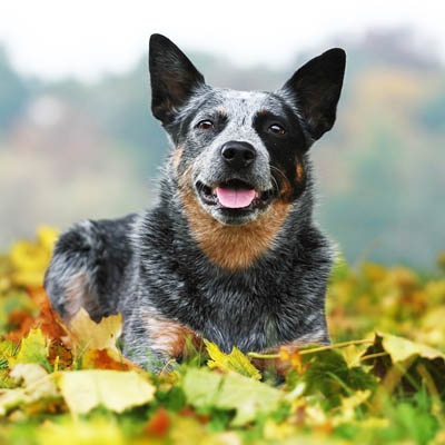 Choosing the Best Dog Food for Australian Cattle Dogs Made Simple.