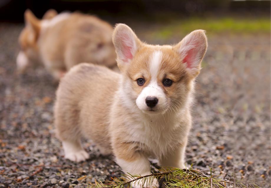 Pembroke Corgi Puppies for Sale in Virginia:Connecting Breeders and the people.