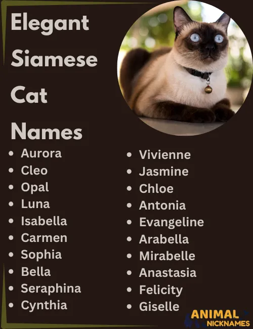 Finding the best siamese cat names made easy! See our top suggestions for male and female kittens.
