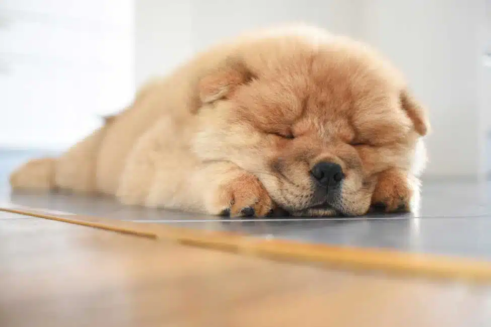 Choosing the Best Pet Food for Chow Chow: A Simple Guide!