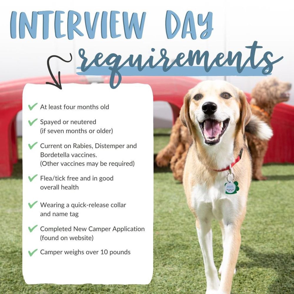 Best Pet Boarding in Newport News VA : Local vet-approved!