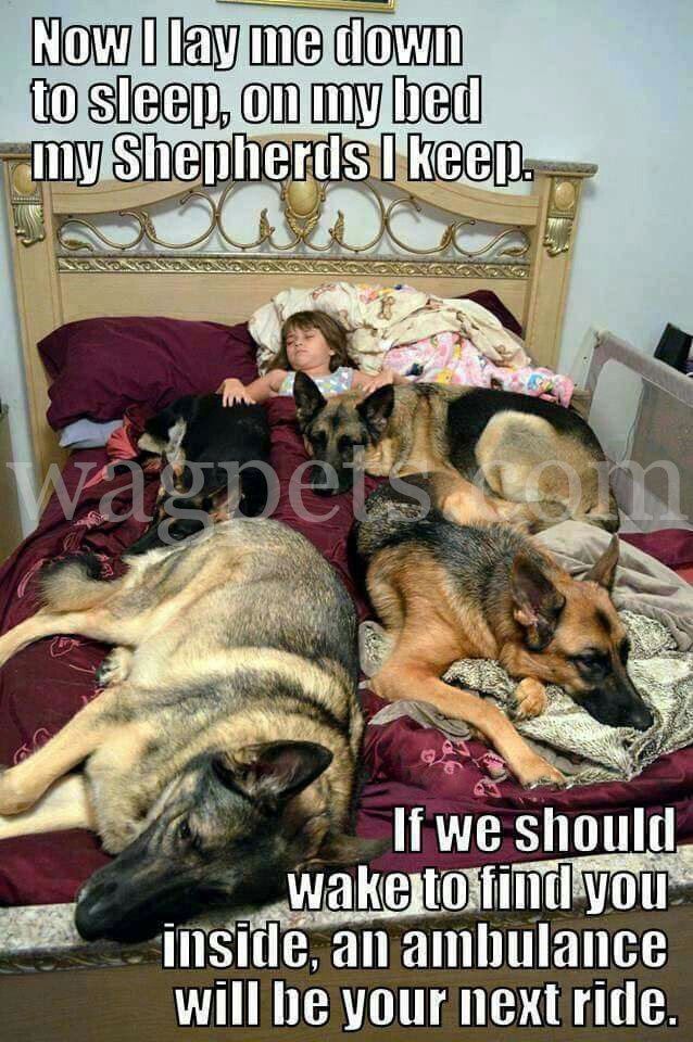 German Shepherd Sleeps in My Bed: Cute or Crazy?