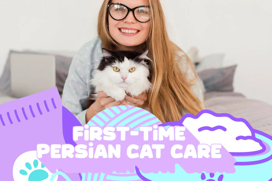 Toy Persian Cat Care Tips: Everything for a Happy, Healthy Kitten.